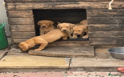 Labrador Retriever dogs for sale: Kc reg  yellow lab puppies 🐶  - Image 11