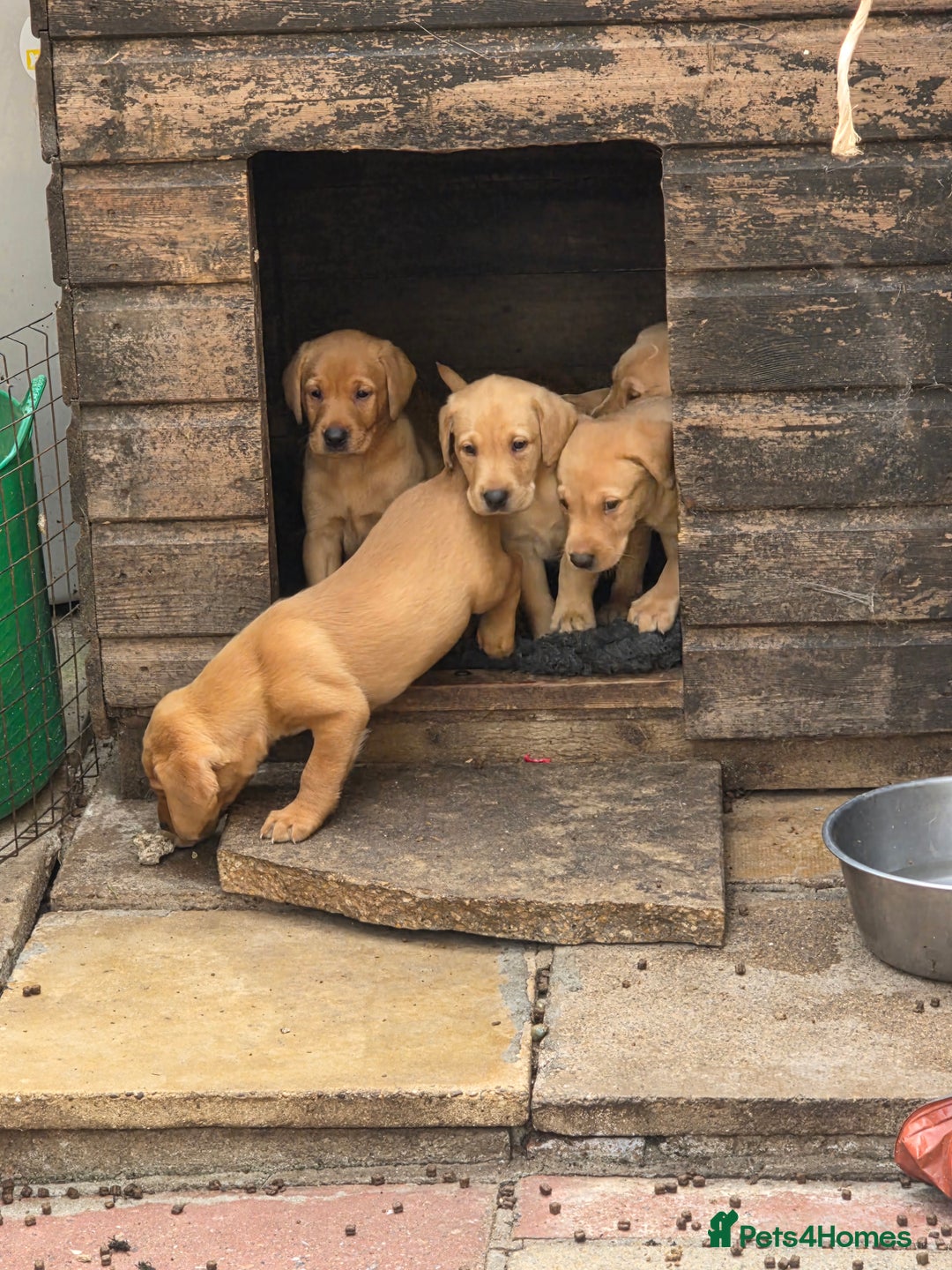Labrador Retriever dogs for sale: Kc reg  yellow lab puppies 🐶  - Image 11