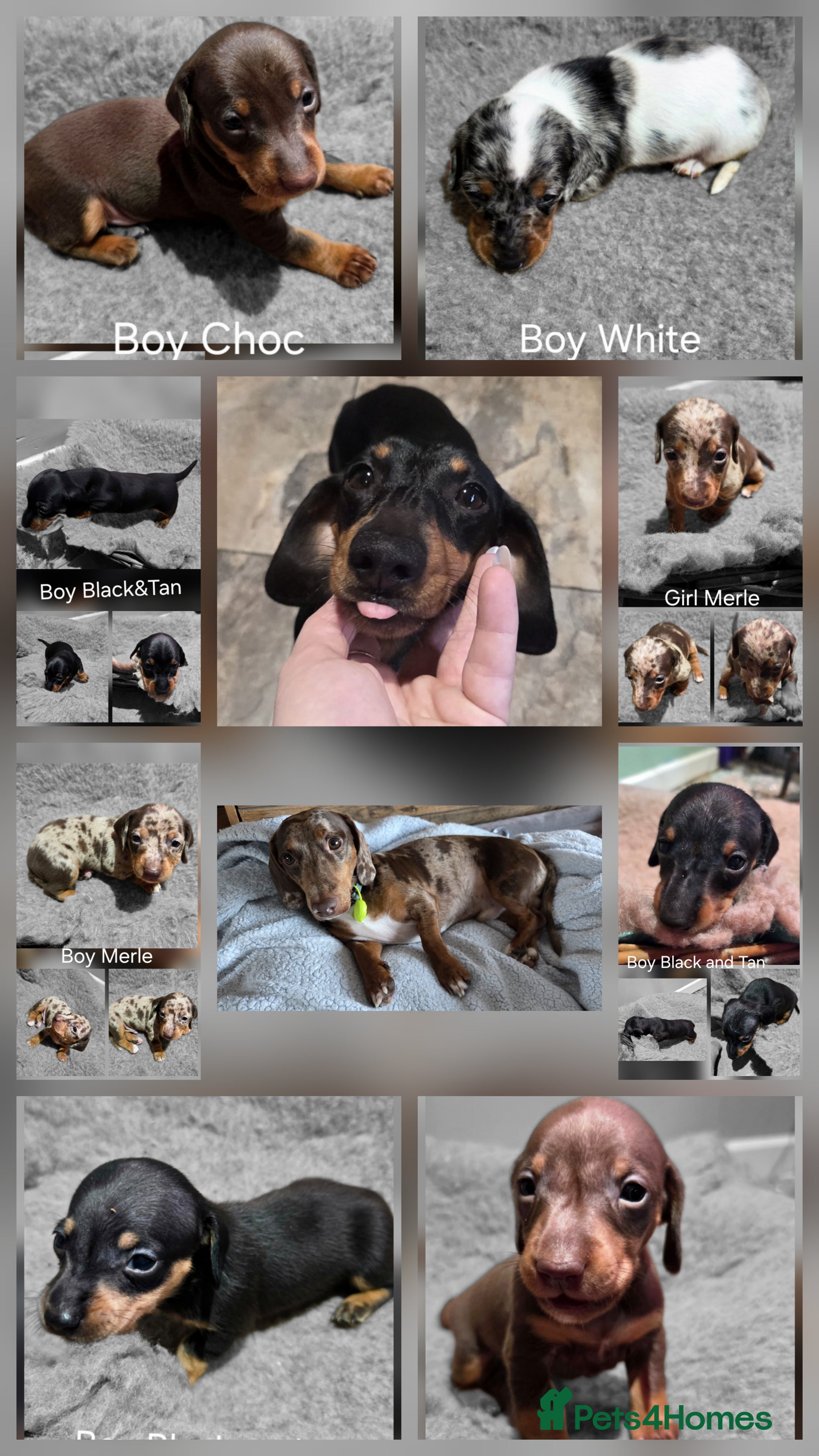 Dachshund dogs Beautiful Family Raised Daushound Puppies - Advert 1