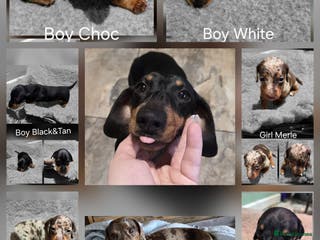 Dachshund dogs Beautiful Family Raised Daushound Puppies - Advert 1