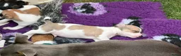 Jack Russell dogs for sale: Jack Russell Boys  in York - Advert 9