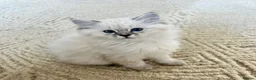 British Longhair cats for sale: British Longhair little kittens  - Advert 6