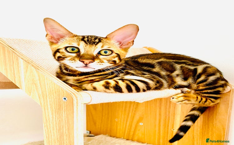 Bengal cats in Northampton - Advert 5