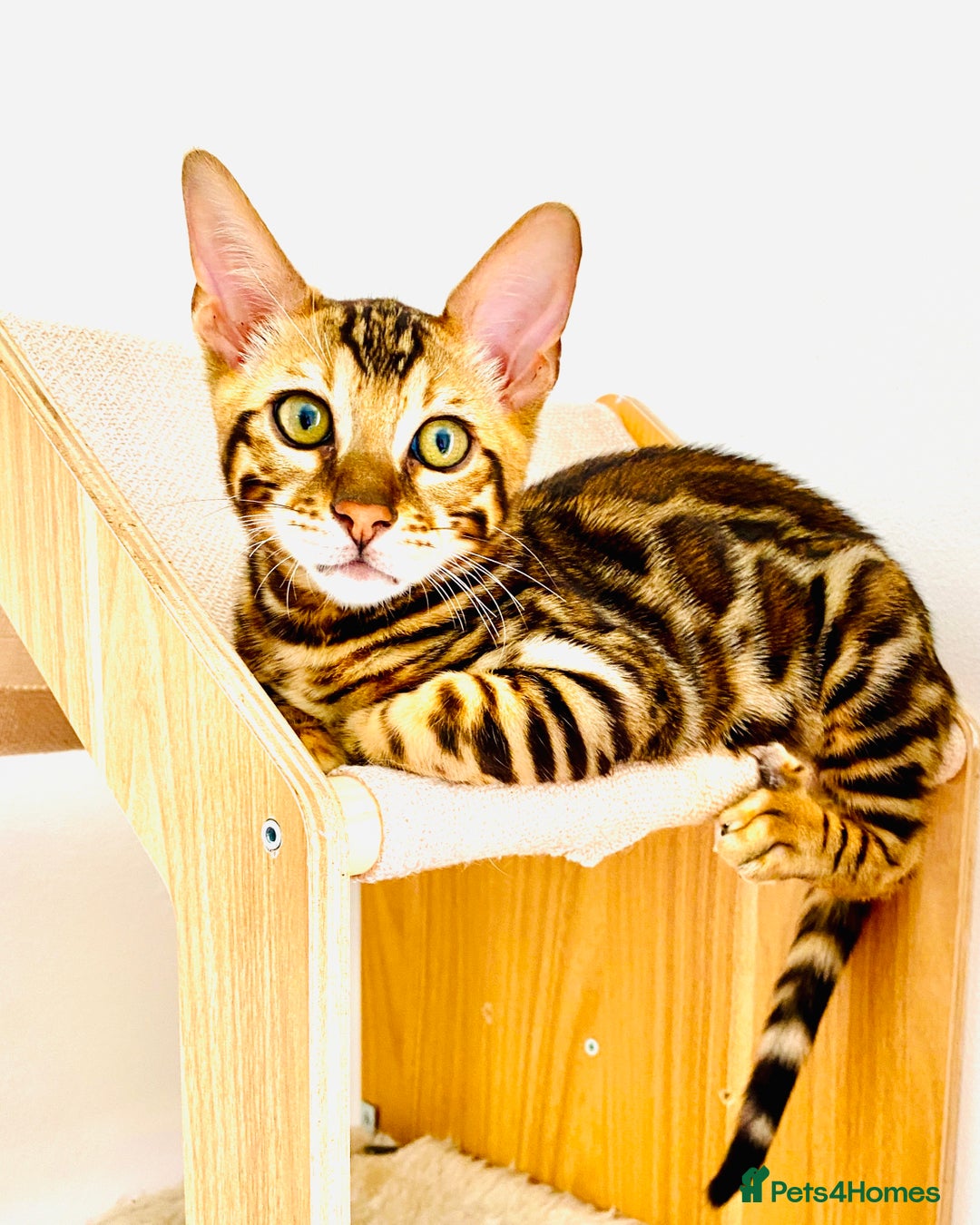 Bengal cats for sale: TICA registered bengal cats.Only 1 BoyLEFT !!!🎀❤️ in Northampton - Image 3