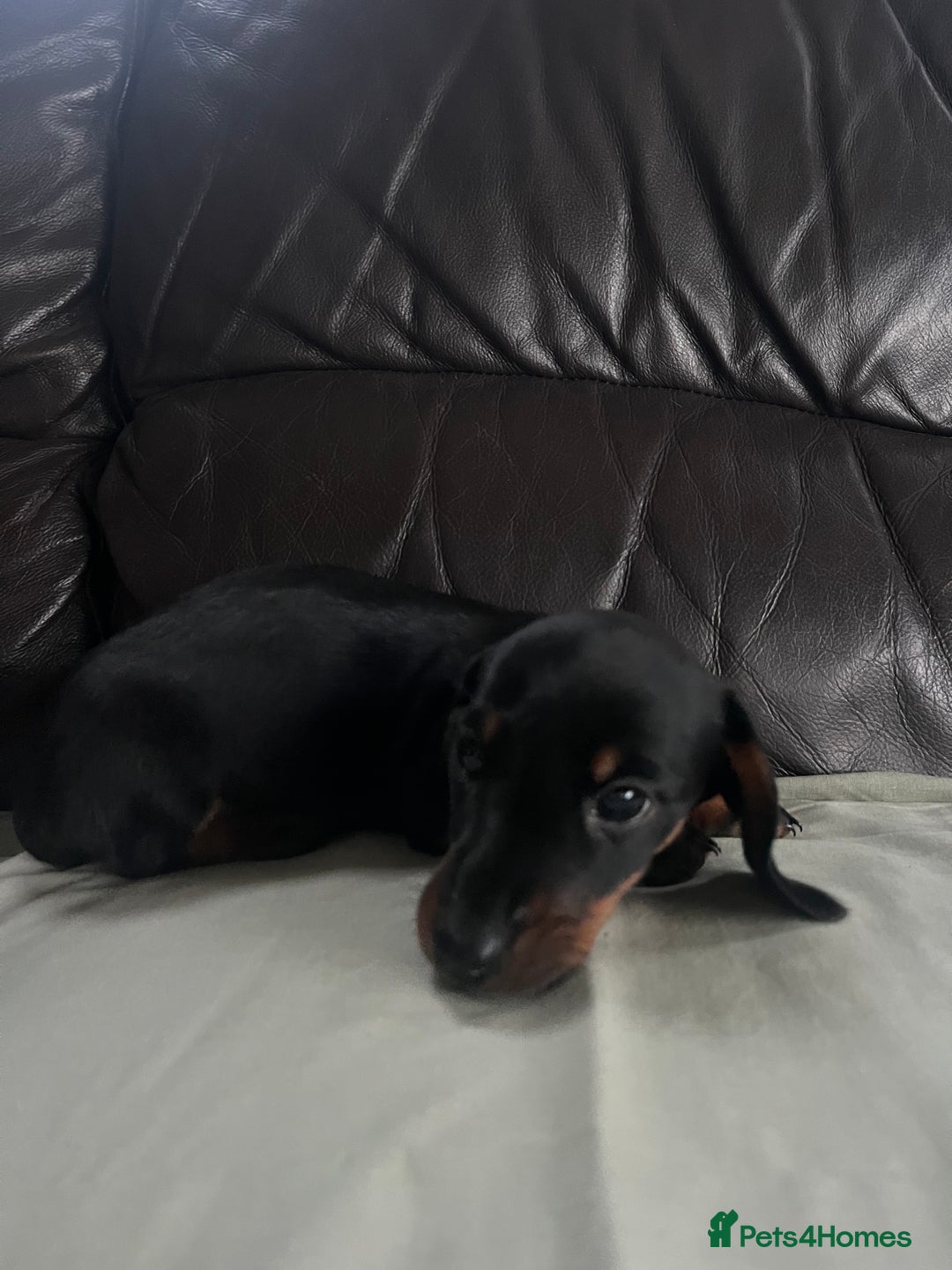 Miniature Dachshund dogs for sale: Gorgeous mini dachshund puppies  - Image 8