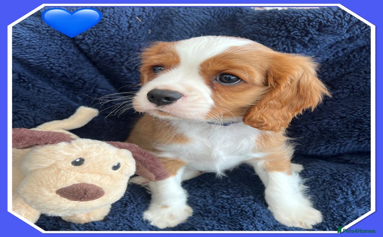 Cavalier King Charles Spaniel dogs - Advert 9
