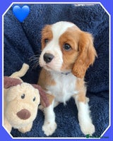 Cavalier King Charles Spaniel dogs - Advert 15