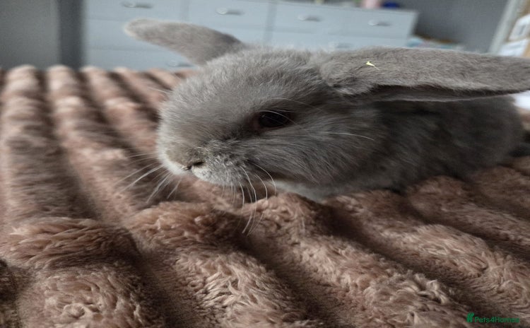 Mini Lop rabbits - Advert 14