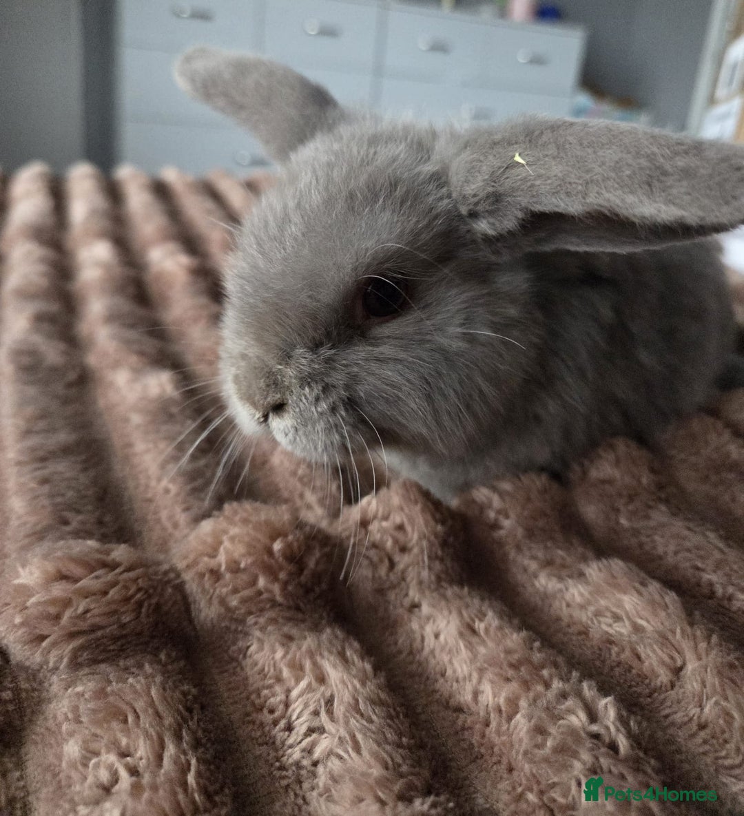 Mini Lop rabbits for sale: Last boy  min lops  - Advert 1