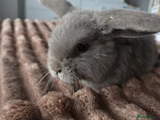 Mini Lop rabbits Last boy min lops - Advert 15