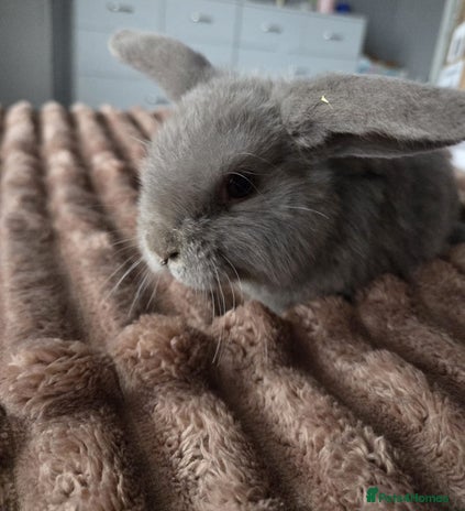 Mini Lop rabbits - Advert 14