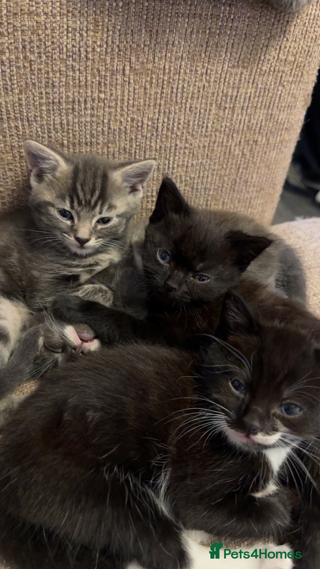 Mixed Breed cats for sale: Mixed breed kittens for sale - Image 5