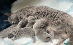 British Shorthair cats for sale: 💕Pure BSH Kittens – Family Raised, Ready December - Image 24