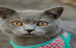 British Shorthair cats for sale: British Shorthair Male — experience needed! - Advert 10