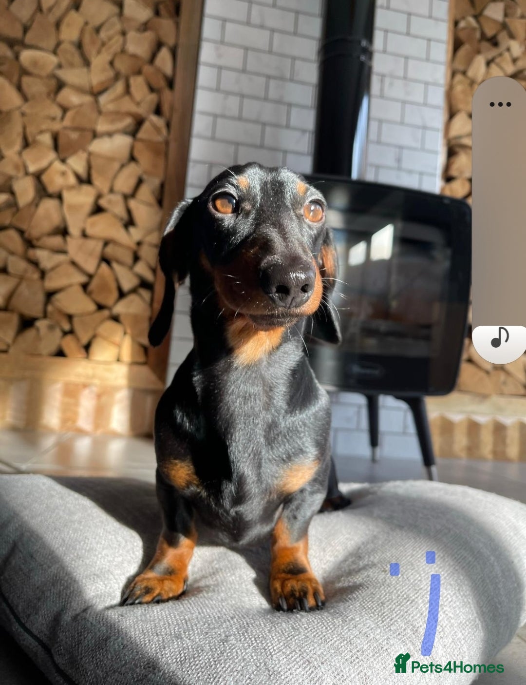 Miniature Dachshund dogs for stud: True Miniature Dachshund for stud only - Image 6