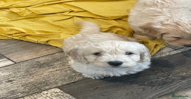 Cockapoo dogs - Advert 14