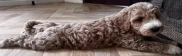Australian Labradoodle dogs for sale: Multi-Gen Australian Labradoodle Puppies - Advert 2