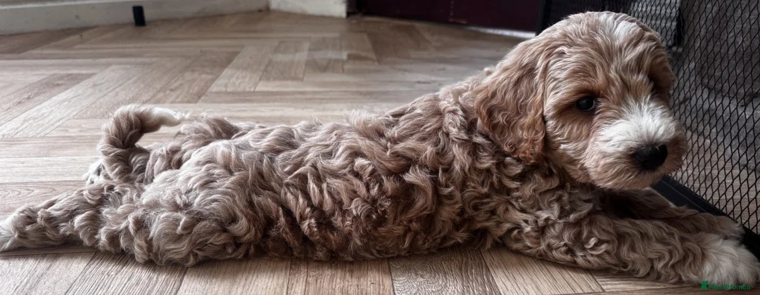 Australian Labradoodle dogs for sale: Multi-Gen Australian Labradoodle Puppies - Advert 2
