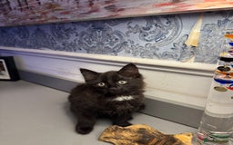 Domestic Shorthair cats for sale: Five lovely kittens for sall - Image 2