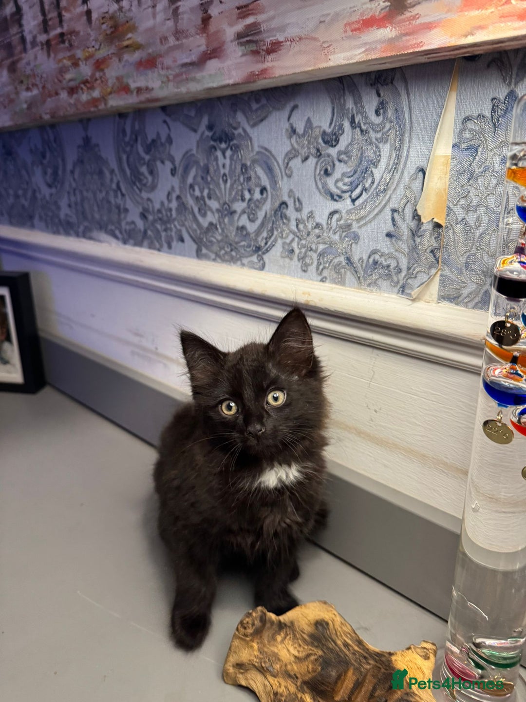 Domestic Shorthair cats for sale: Five lovely kittens for sall - Image 2