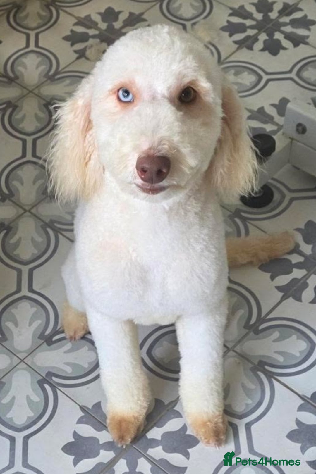 Miniature Poodle dogs for sale: miniature poodle  - Image 5