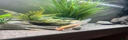 Mixed Breed invertebrates for sale: Axolotl under 1 year  in Colchester - Advert 3