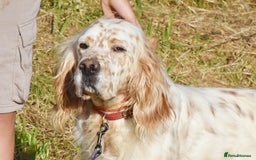 English Setter dogs for adoption: Curro in Preston - Image 1