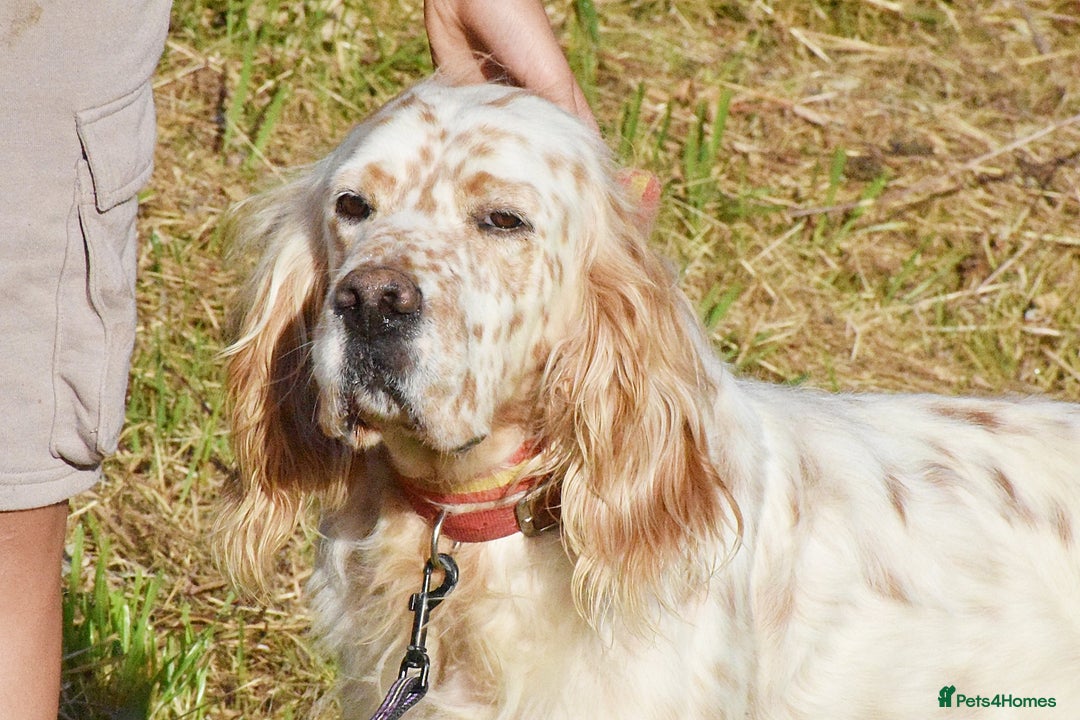 English Setter dogs for adoption: Curro in Preston - Image 1
