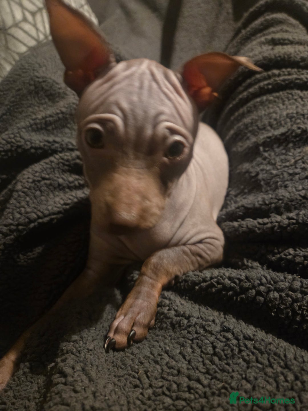 Mexican Hairless dogs for sale: American hairless terrier  - Advert 6