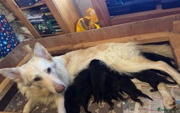 German Shepherd dogs for sale: Stunning long  German Shepherd puppies gsd pups  - Image 14