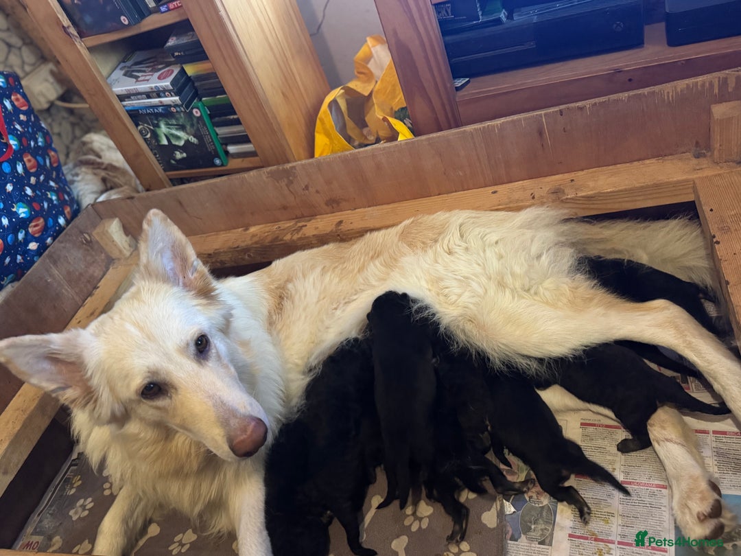 German Shepherd dogs for sale: Stunning long  German Shepherd puppies gsd pups  - Image 14