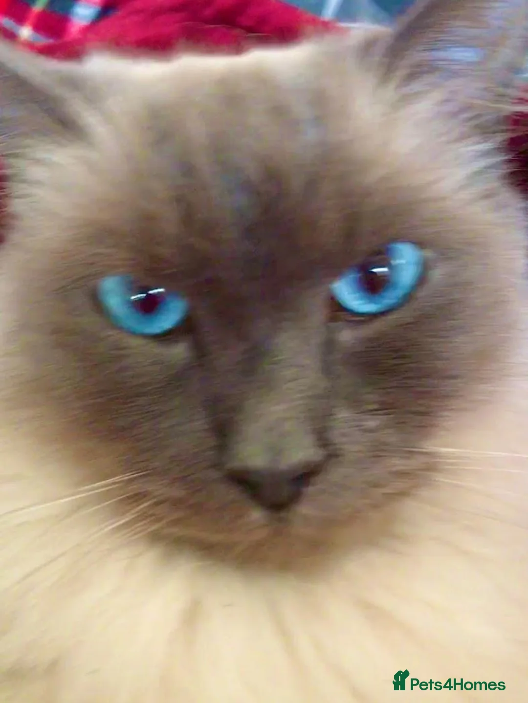 Ragdoll cats for sale: Loving home needed in Lincoln - Advert 1