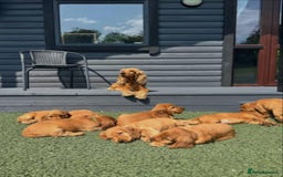 Cocker Spaniel dogs for sale: 💙🐶Adorable Cocker Spaniel Puppies 🐶💙  - Image 6