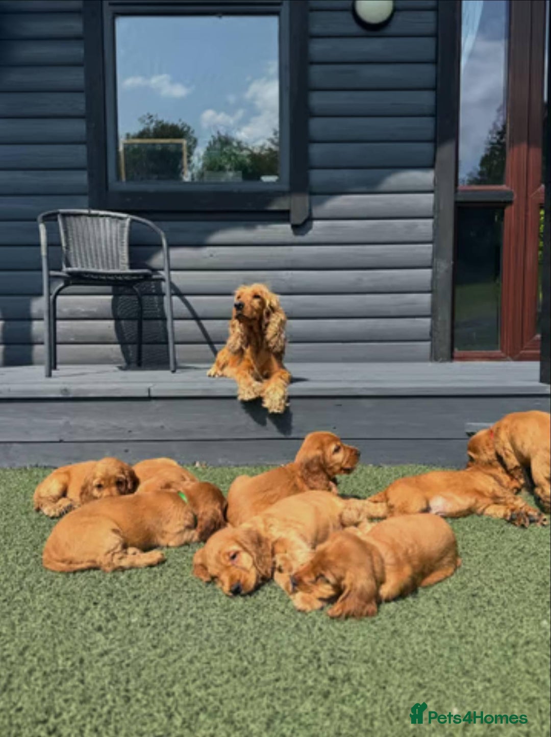 Cocker Spaniel dogs for sale: 💙🐶Adorable Cocker Spaniel Puppies 🐶💙  - Image 6