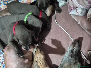 Whippet dogs 🐾 Stunning Blue Whippet Puppies - just £800!🐾 - Advert 7