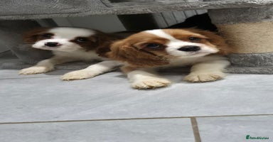 Cavalier King Charles Spaniel dogs - Advert 7