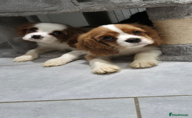 Cavalier King Charles Spaniel dogs - Advert 4