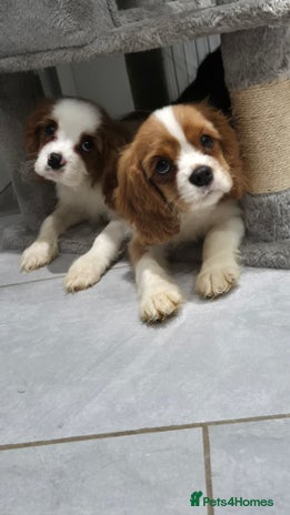 Cavalier King Charles Spaniel dogs - Advert 4