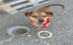 Mixed Breed dogs for adoption: Mickey – The Sweetest Small Shadow Companion - Advert 21