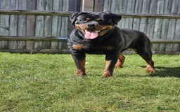 Rottweiler dogs for sale: Rottweiler  - Image 4
