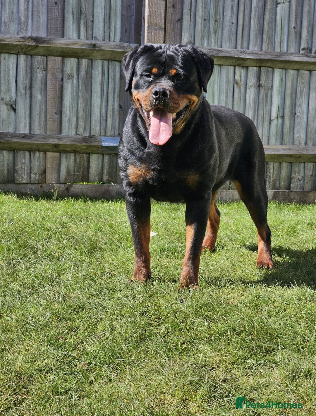 Rottweiler dogs for sale: Rottweiler  - Image 4