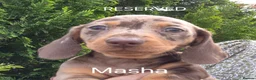 Miniature Dachshund dogs for sale: KC REGISTERED QUALITY PUPS  - Advert 19