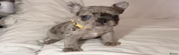 French Bulldog dogs for sale: Reduced to £1250. 1 boy 2 girls left - Advert 10