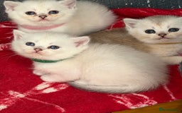 British Shorthair cats for sale: Stunning BSH golden silver kittens TICA - Image 10