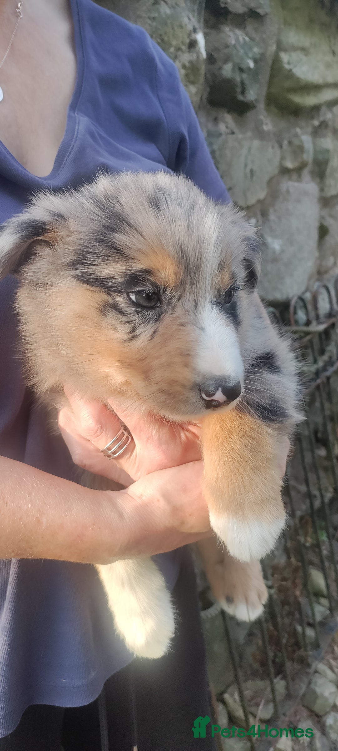 Border Collie dogs for sale: Border Collie sheepdog pups  - Image 10