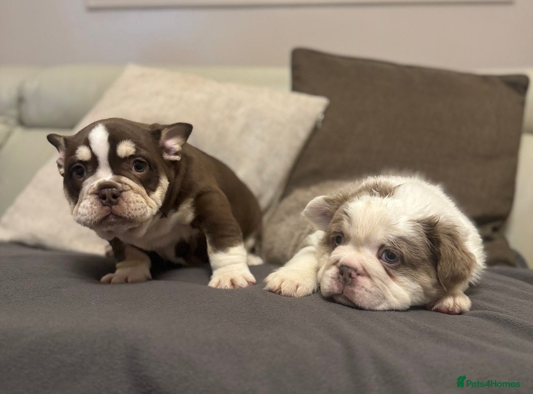 Mixed Breed dogs for sale: Bulldog puppies  - Advert 18