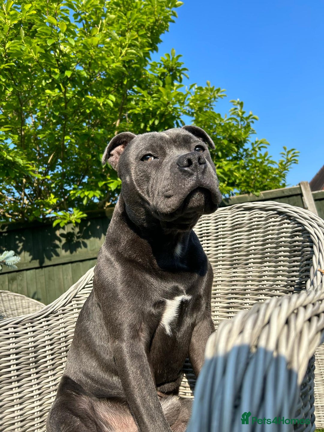 Staffordshire Bull Terrier dogs for stud: KC blue staffordshire bull terrier  in Worcester - Advert 4