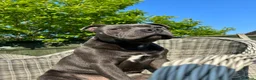 Staffordshire Bull Terrier dogs for stud: KC blue staffordshire bull terrier  in Worcester - Advert 4