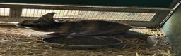Harlequin rabbits for sale: Harlequin Female Breeding Rabbit - Advert 5