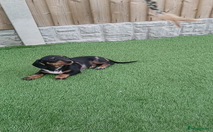 Miniature Dachshund dogs - Advert 2